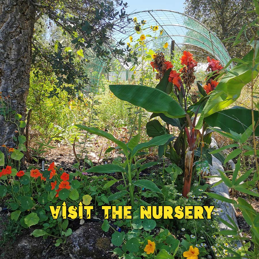 Visist the plant nursery