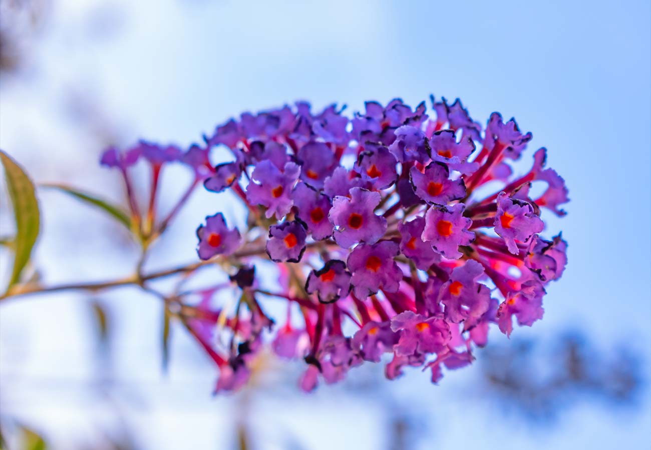 - Buddleia - Butterfly bush
