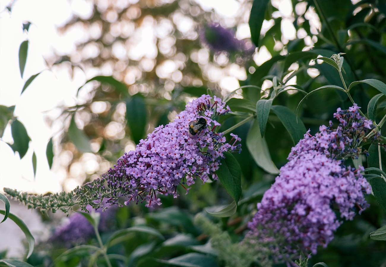 - Buddleia - Butterfly bush