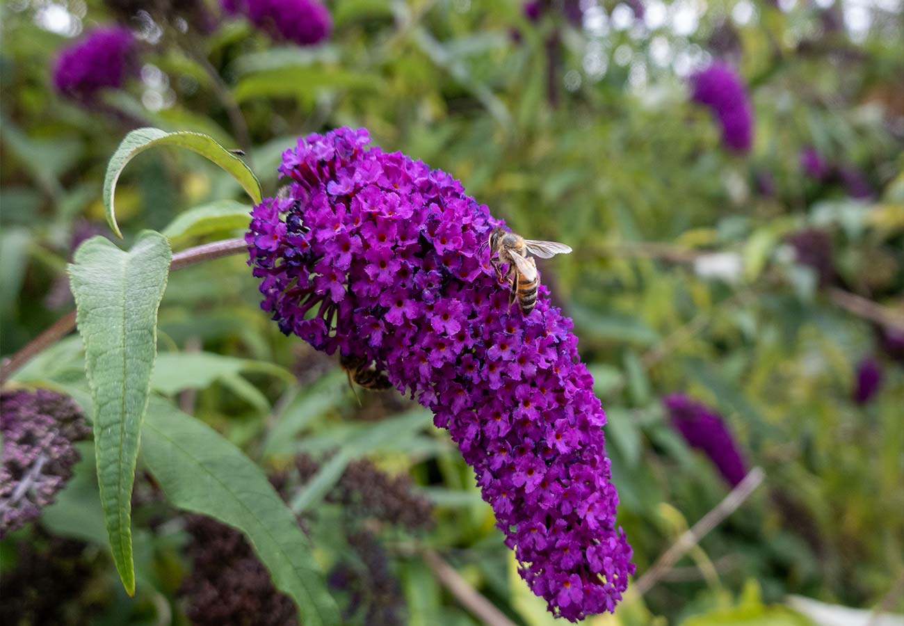 - Buddleia - Butterfly bush