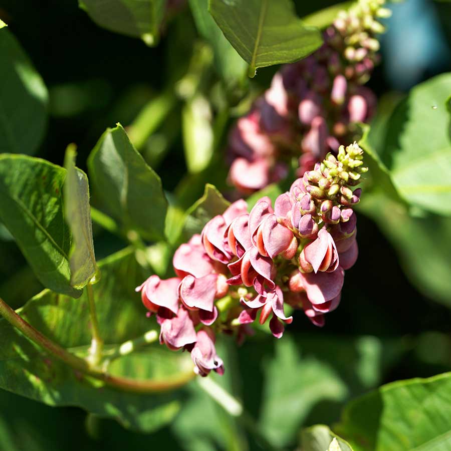 American Ground Nut