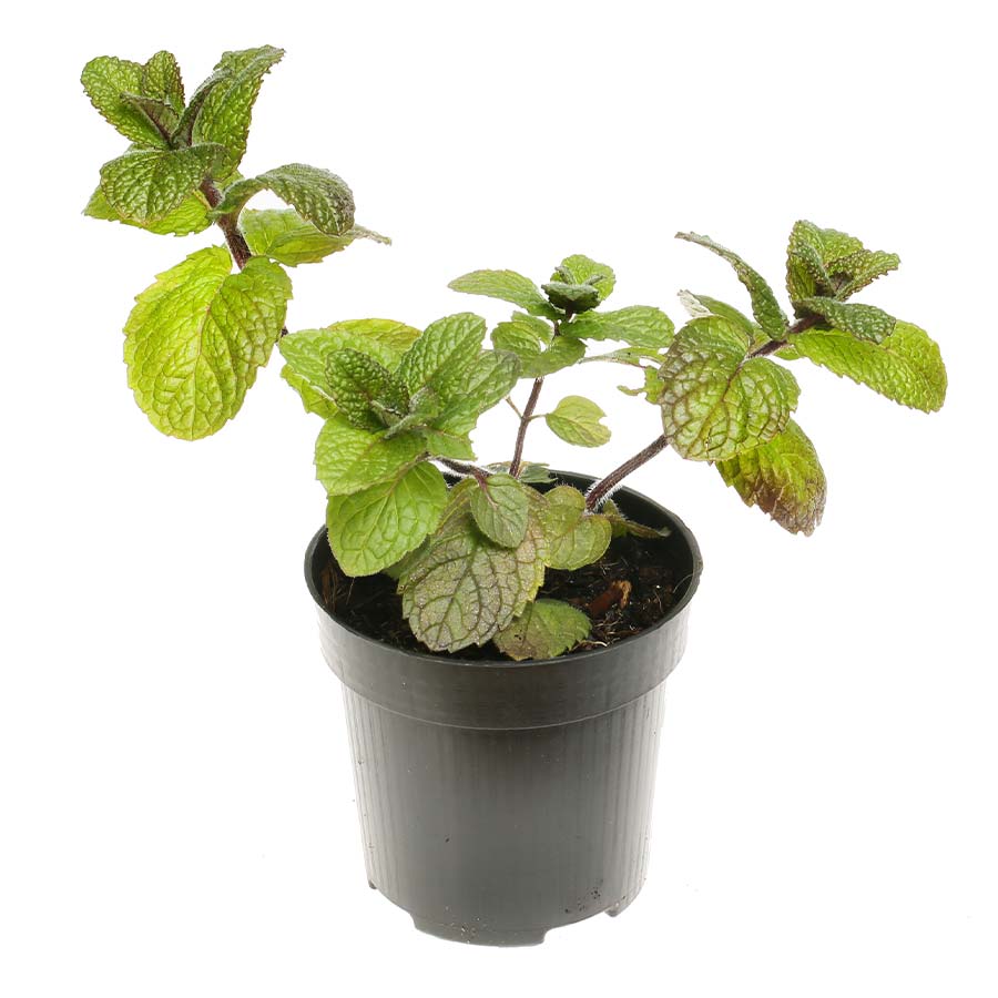 Apple Mint - Mentha Rotundifolia