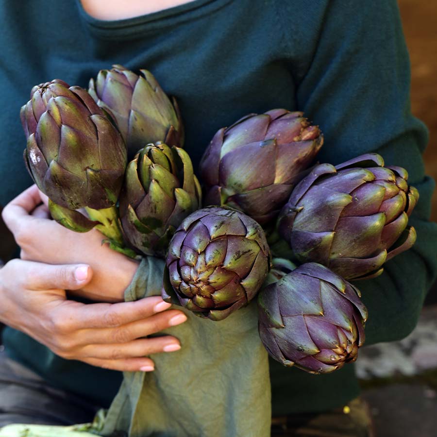 Globe Artichoke 'Romanesco'
