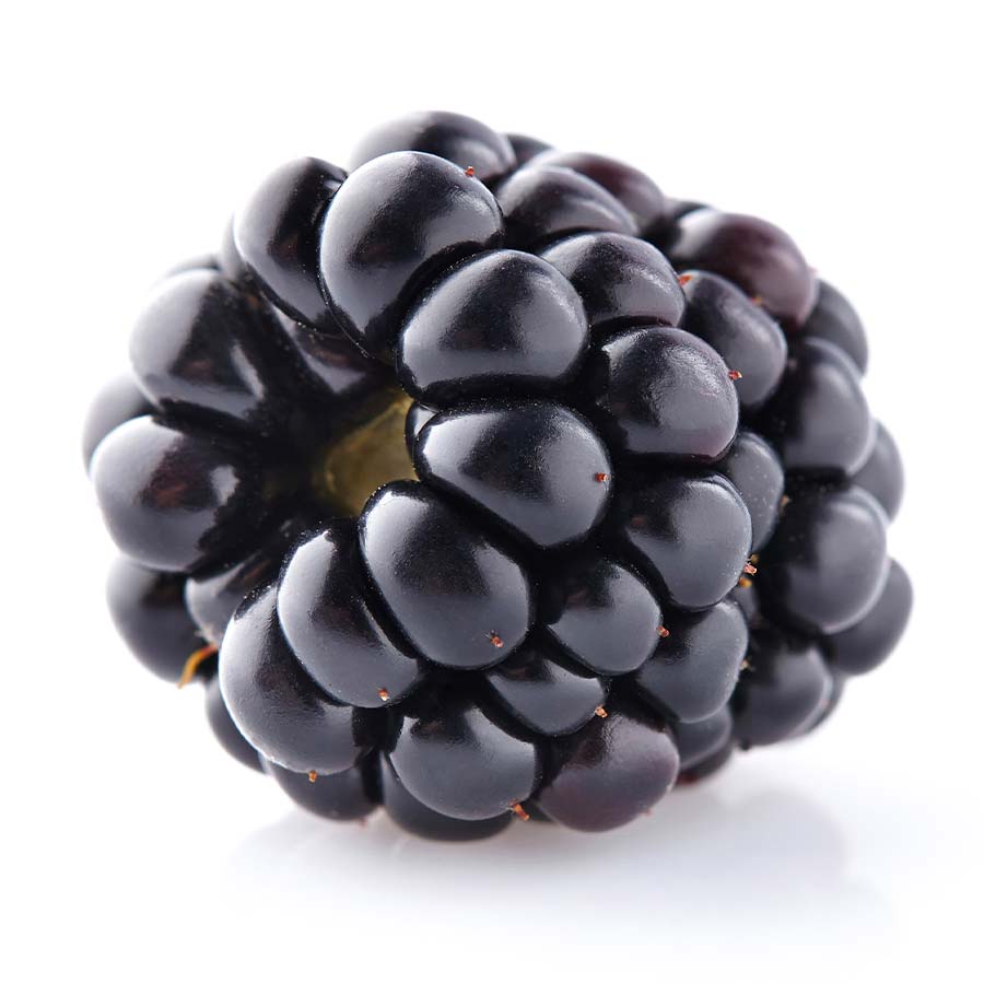Thornless Blackberry