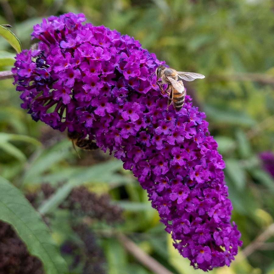 - Buddleia - Butterfly bush