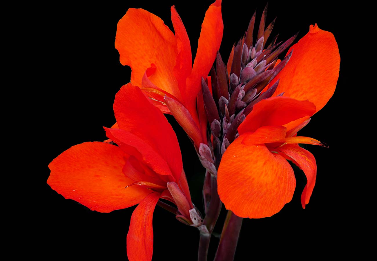 Canna Durban