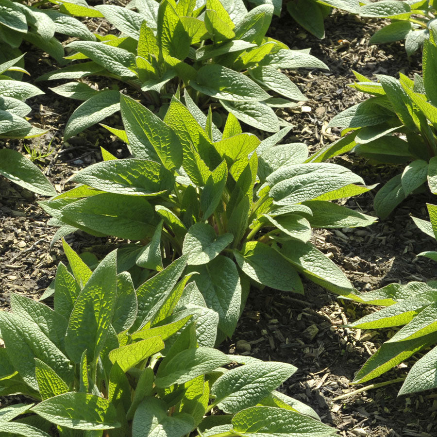 Comfrey 'Bocking 14'