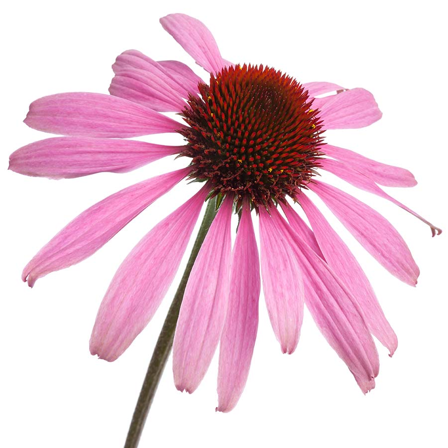 - Coneflower - Echinachia