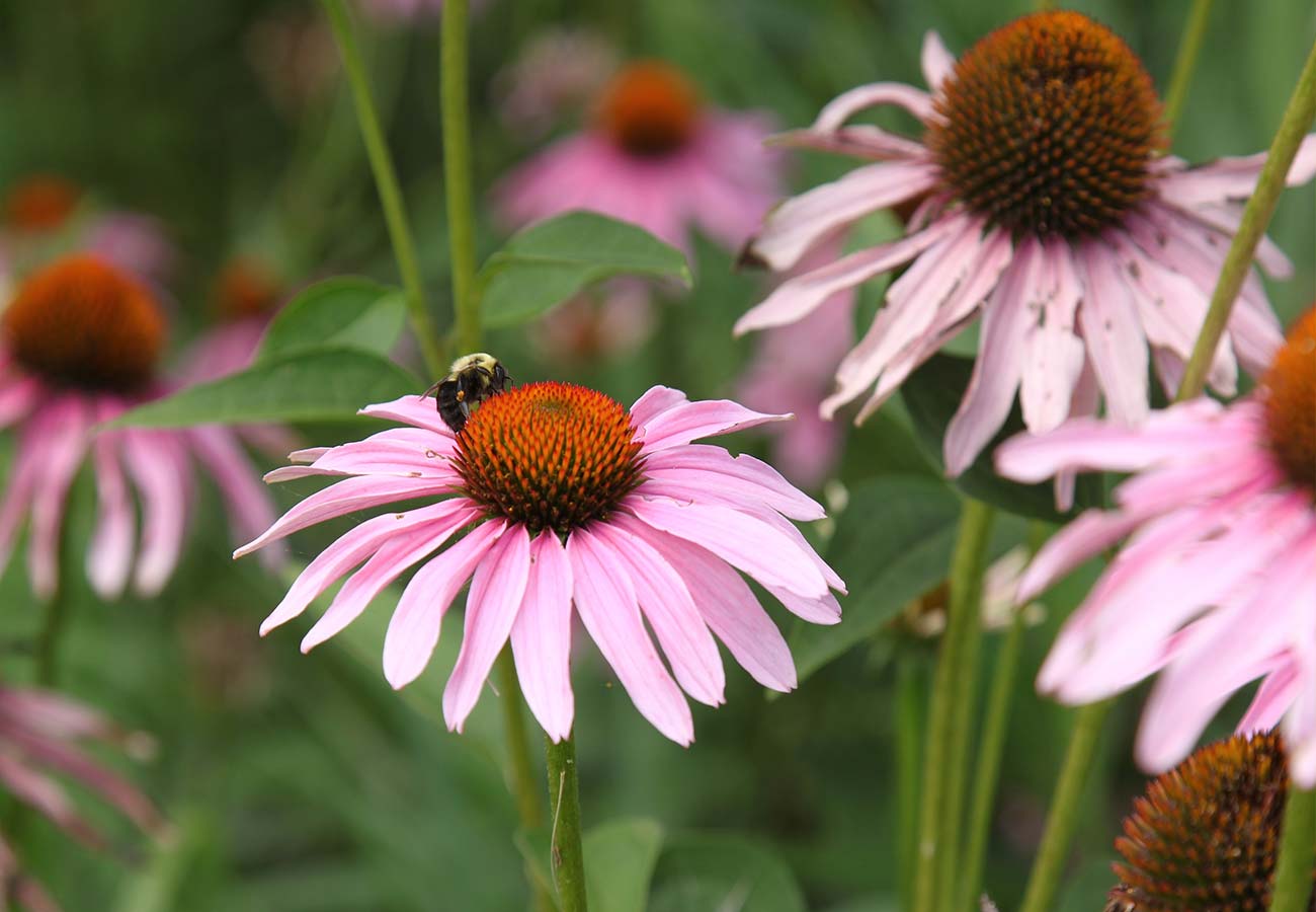 - Coneflower - Echinachia
