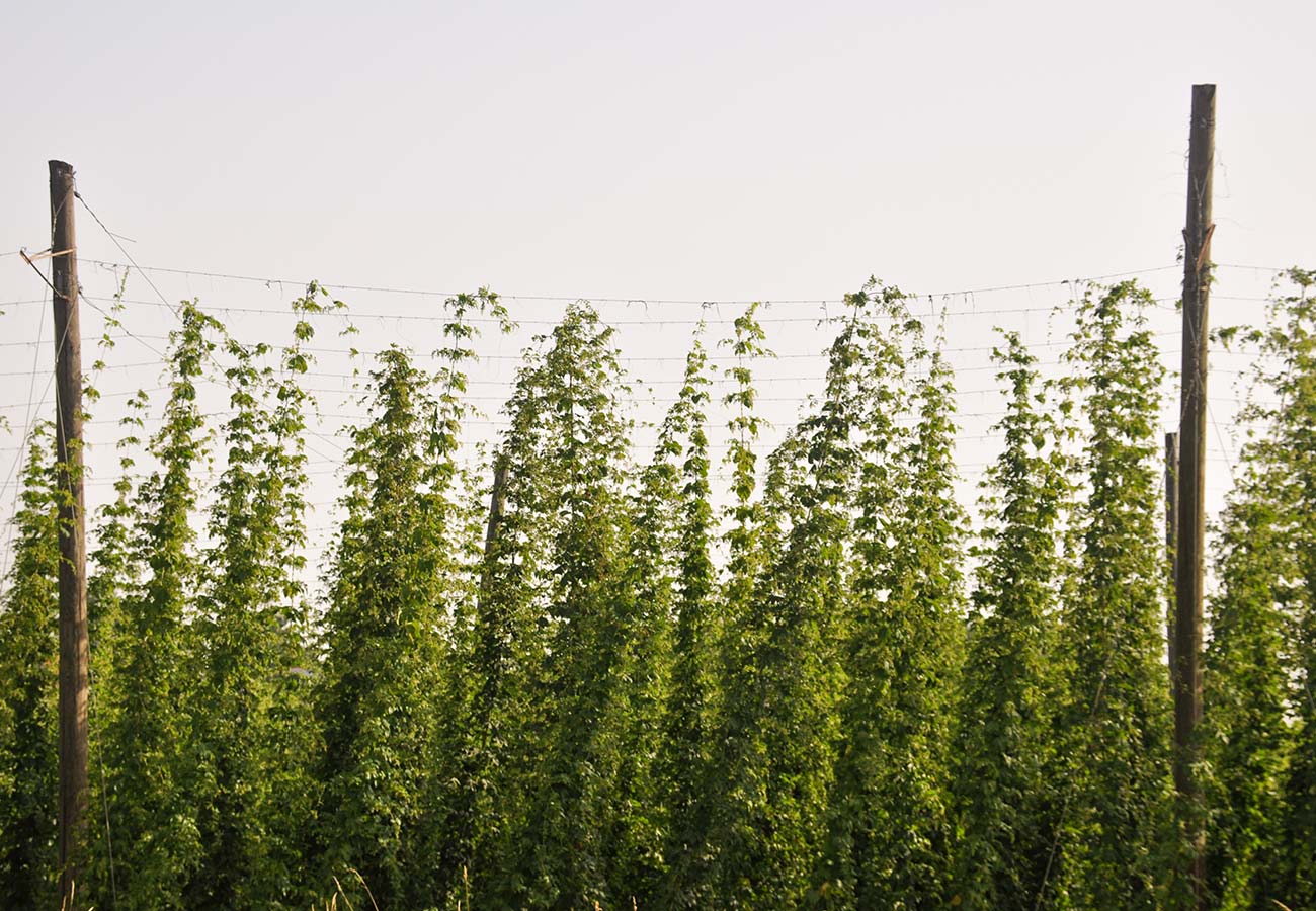 Common Hops