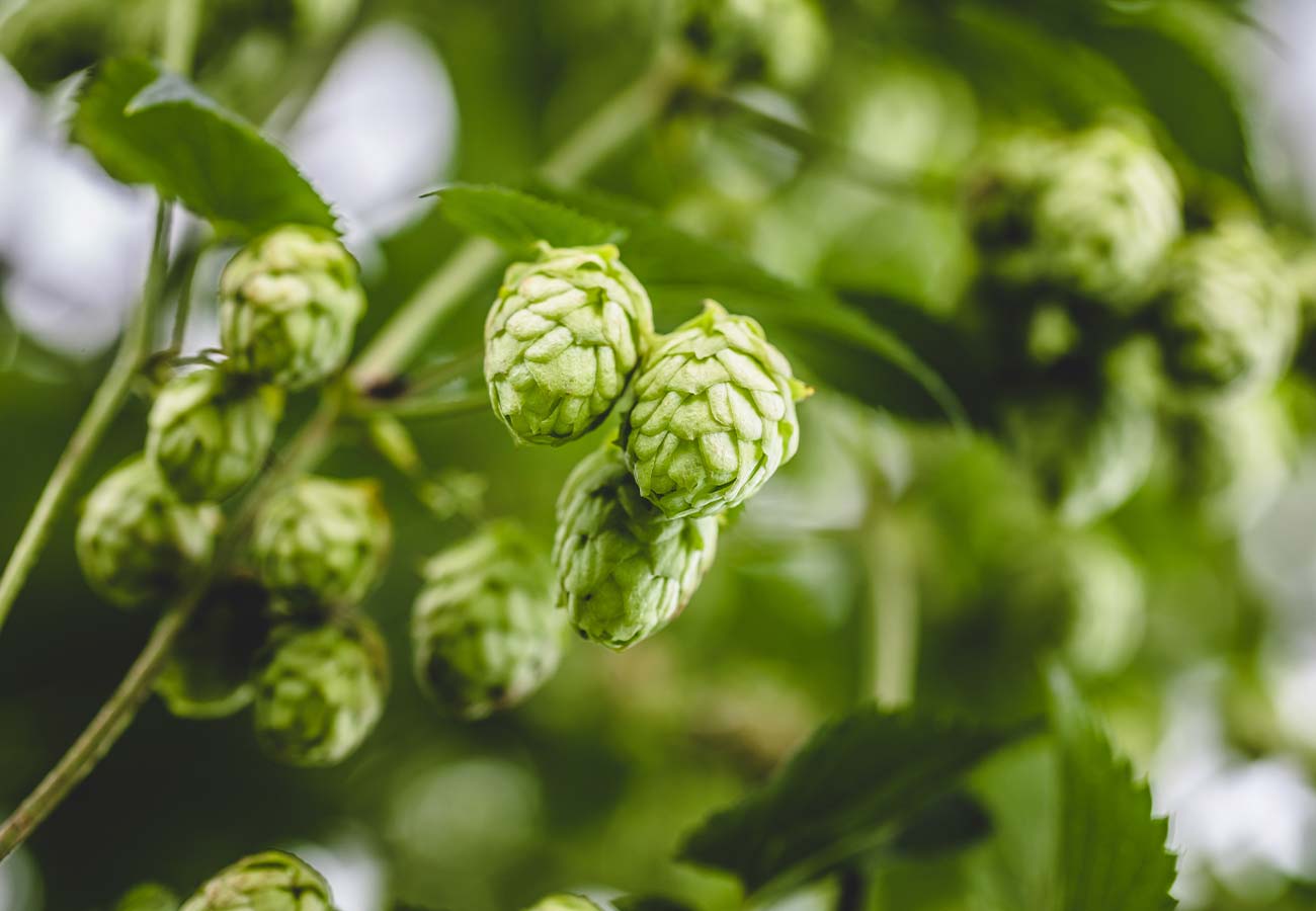 Common Hops
