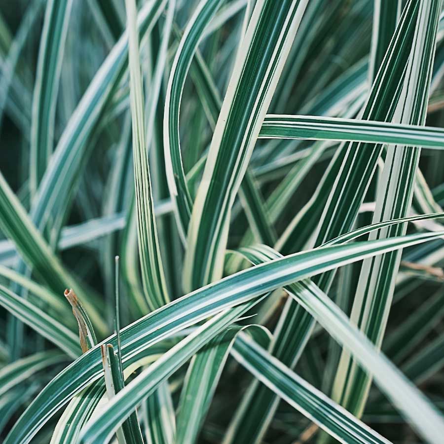 Giant Variegated Miscanthus