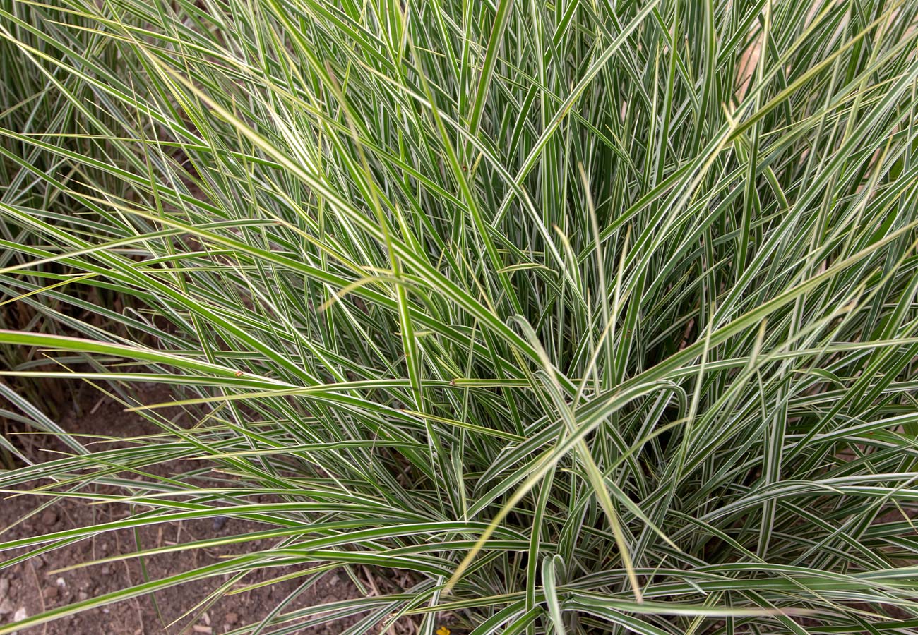 Giant Variegated Miscanthus