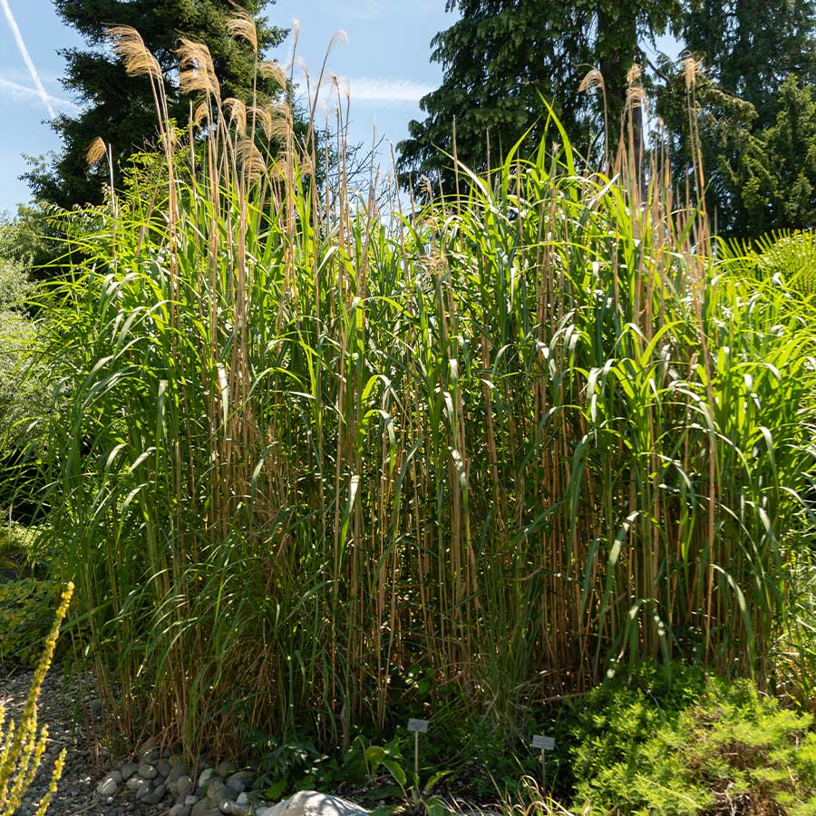 Giant Miscanthus