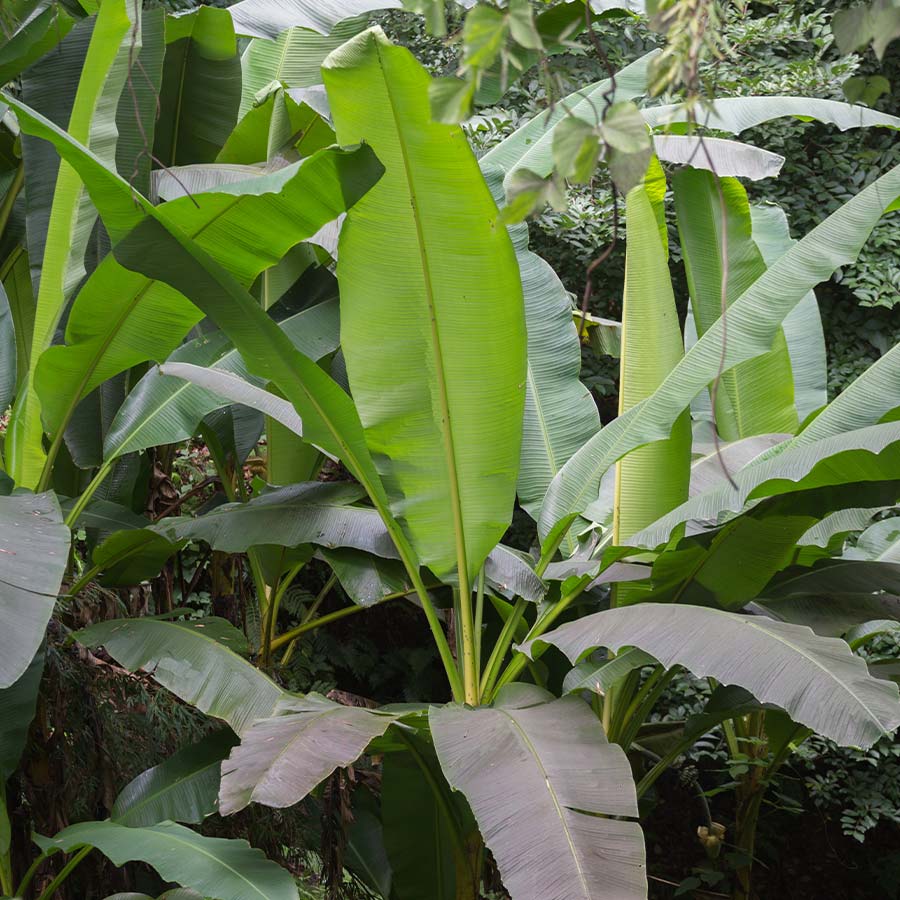 - Banana 'Musa basjoo'