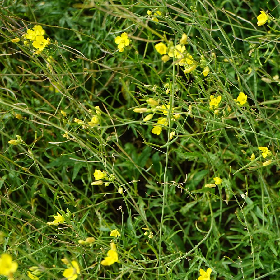 Perennial Wall Rocket