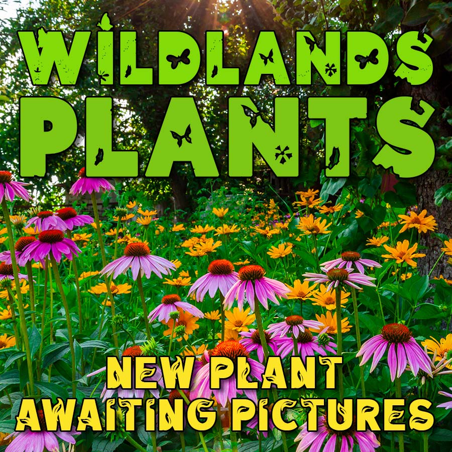 - Bamboo 'Dendrocalamus arundinacea'