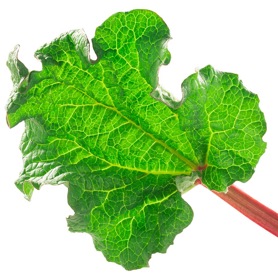 Rhubarb - Glaskins perpetual