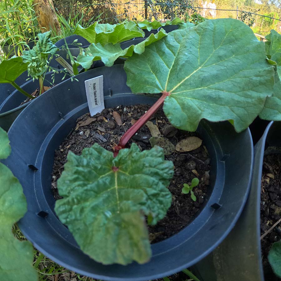 Rhubarb - Glaskins perpetual