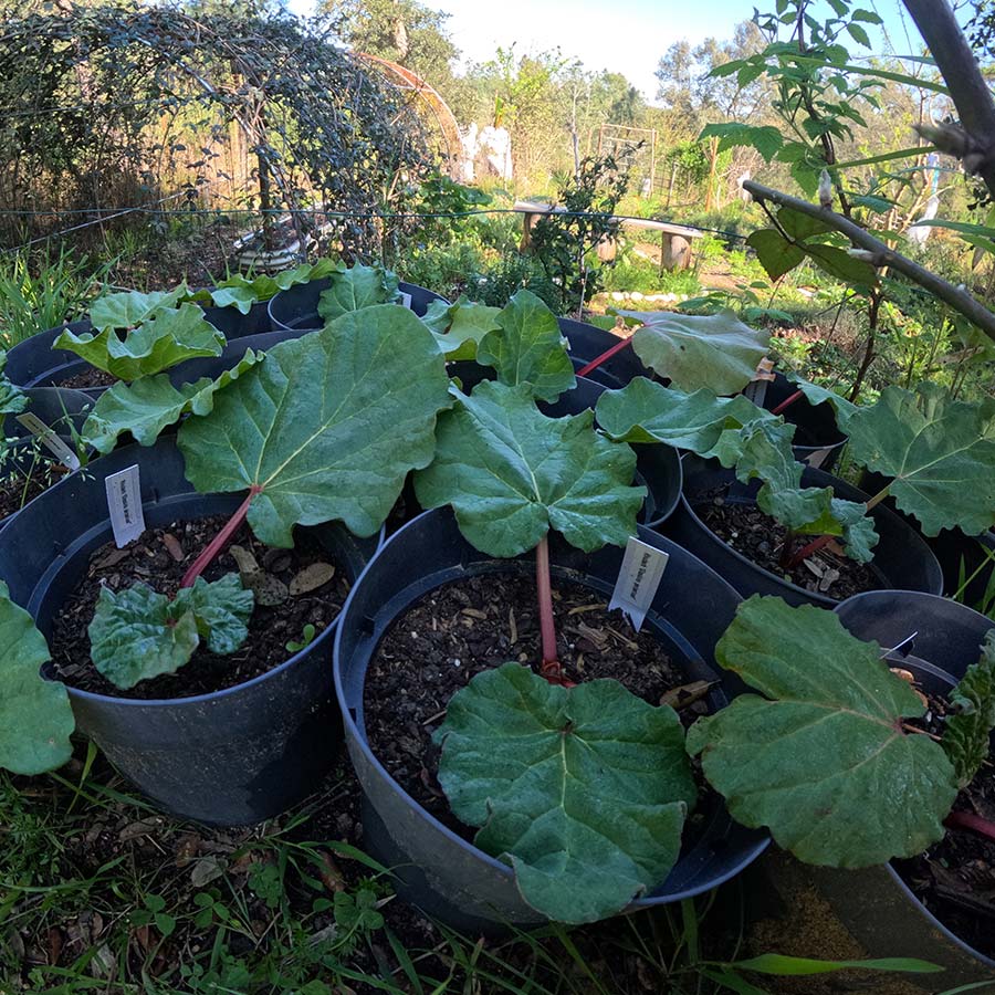 Rhubarb - Glaskins perpetual