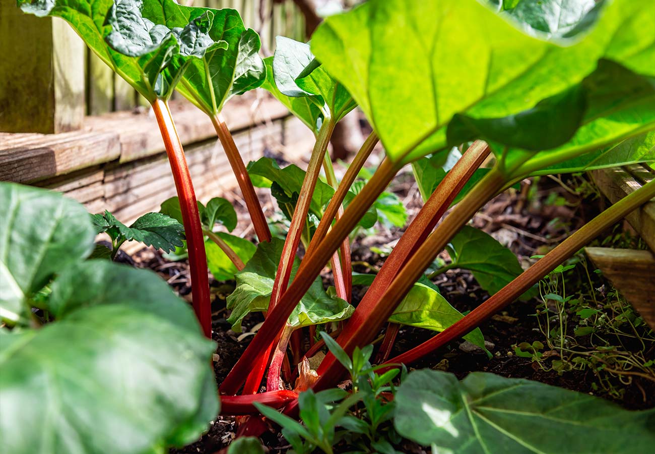 Rhubarb - Glaskins perpetual