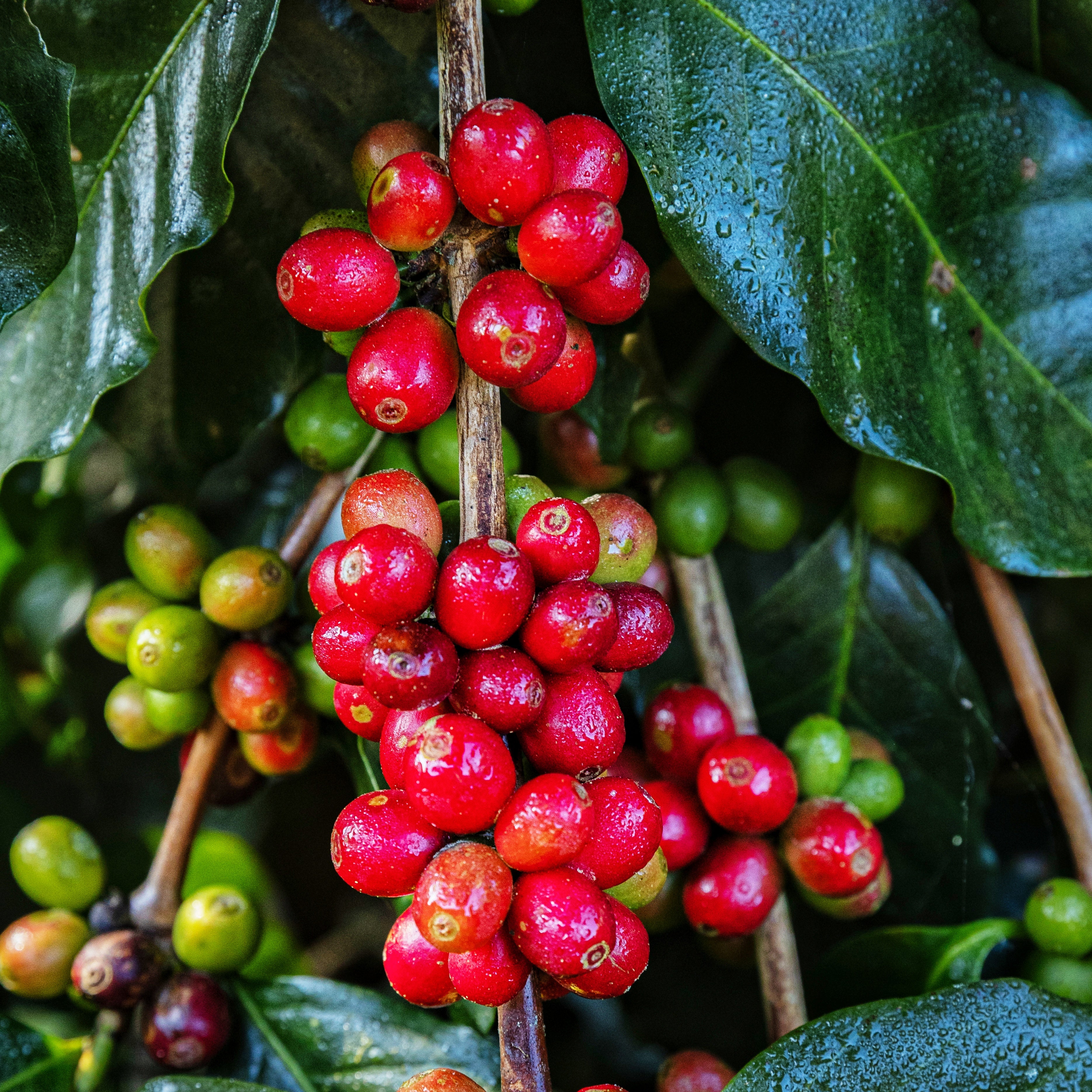 Coffee Plant - Coffea arabica