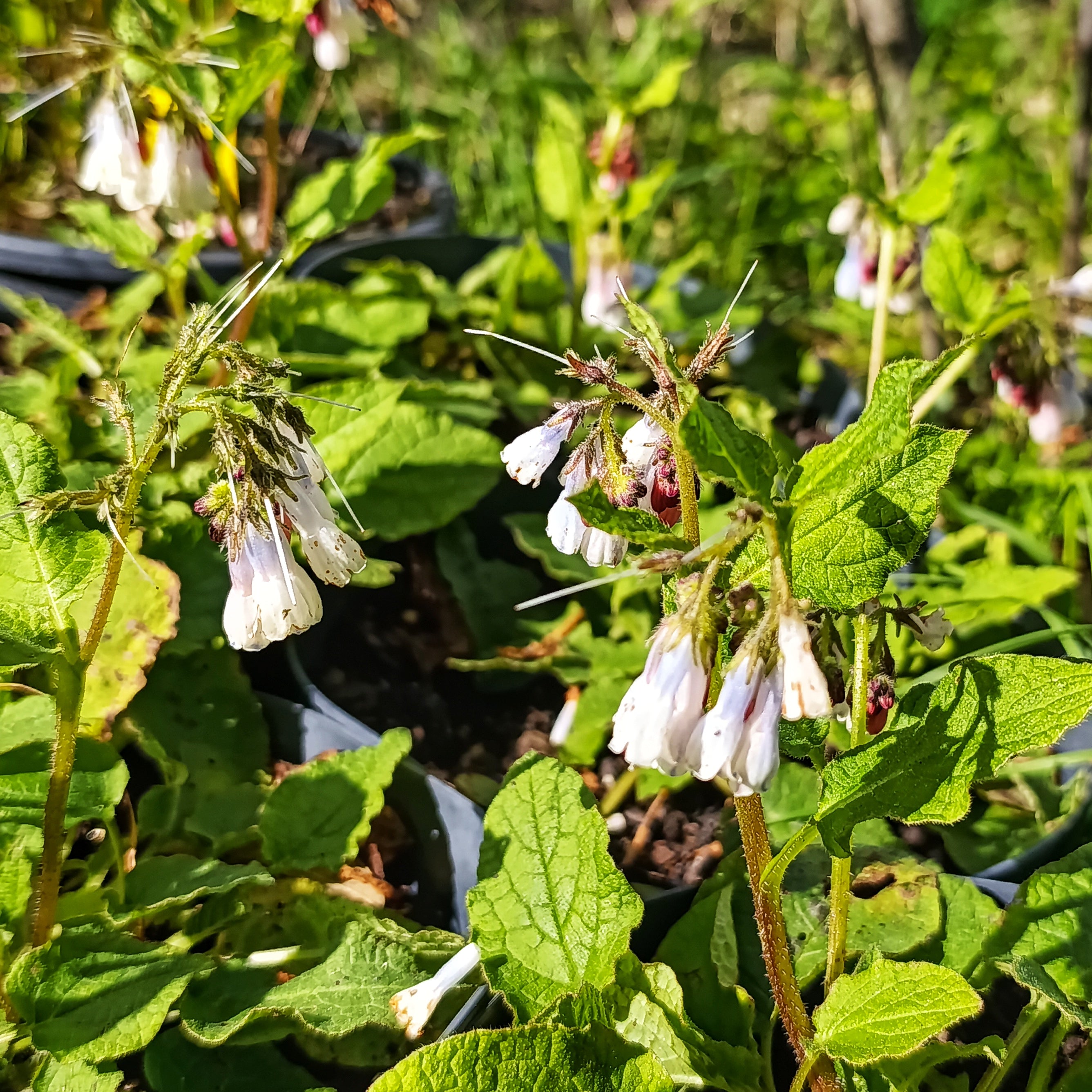 Comfrey White Flowers