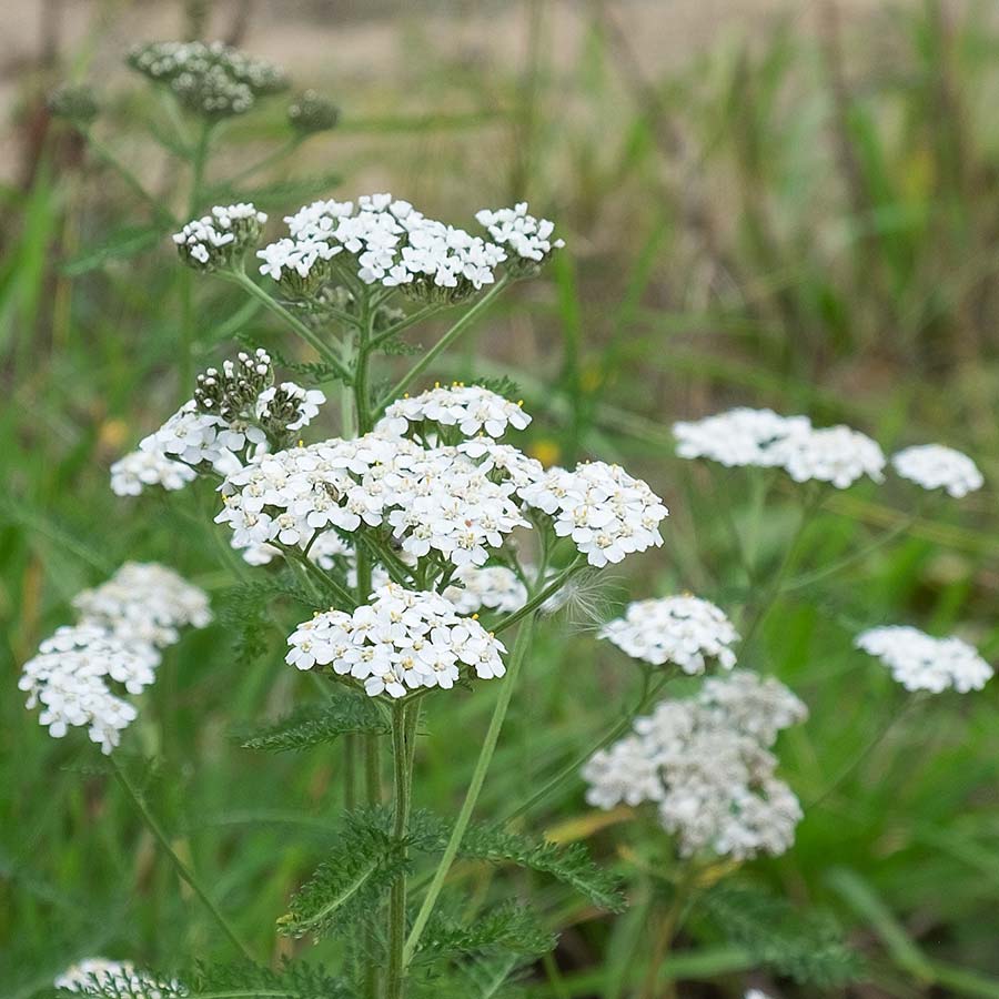 Siberian Yarrow - 'Love Parade'