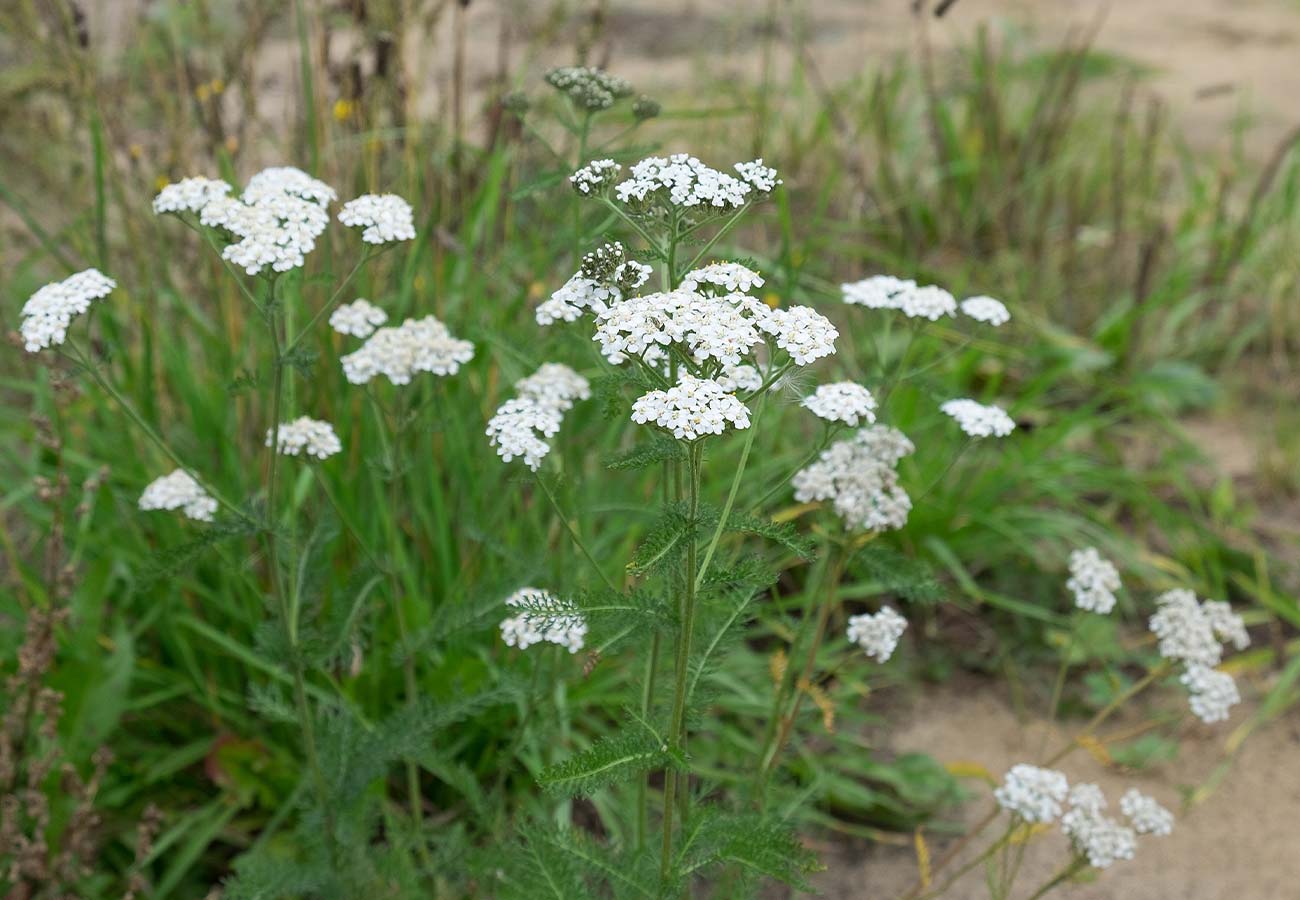 Siberian Yarrow - 'Love Parade'