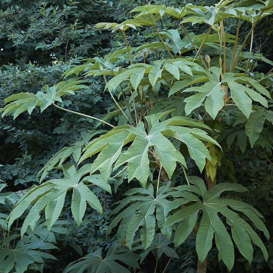 Tetrapanax Rex
