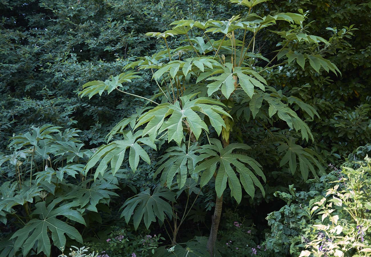 Tetrapanax Rex