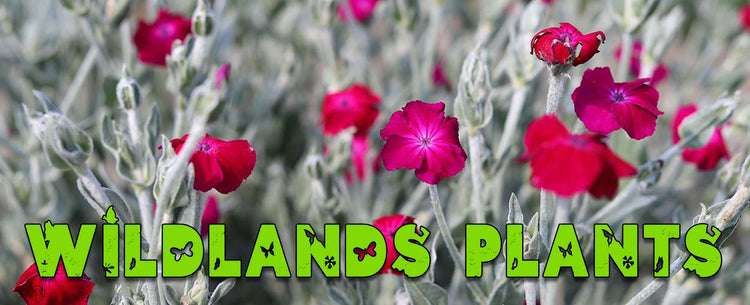Annuals & Biennials