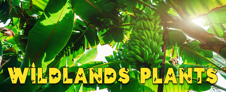Bananas