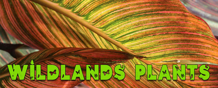 Special Plants