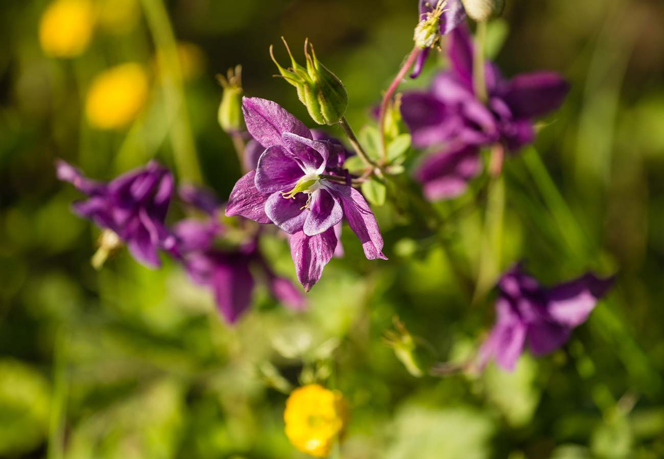 Aquilegia - Mixed Colours