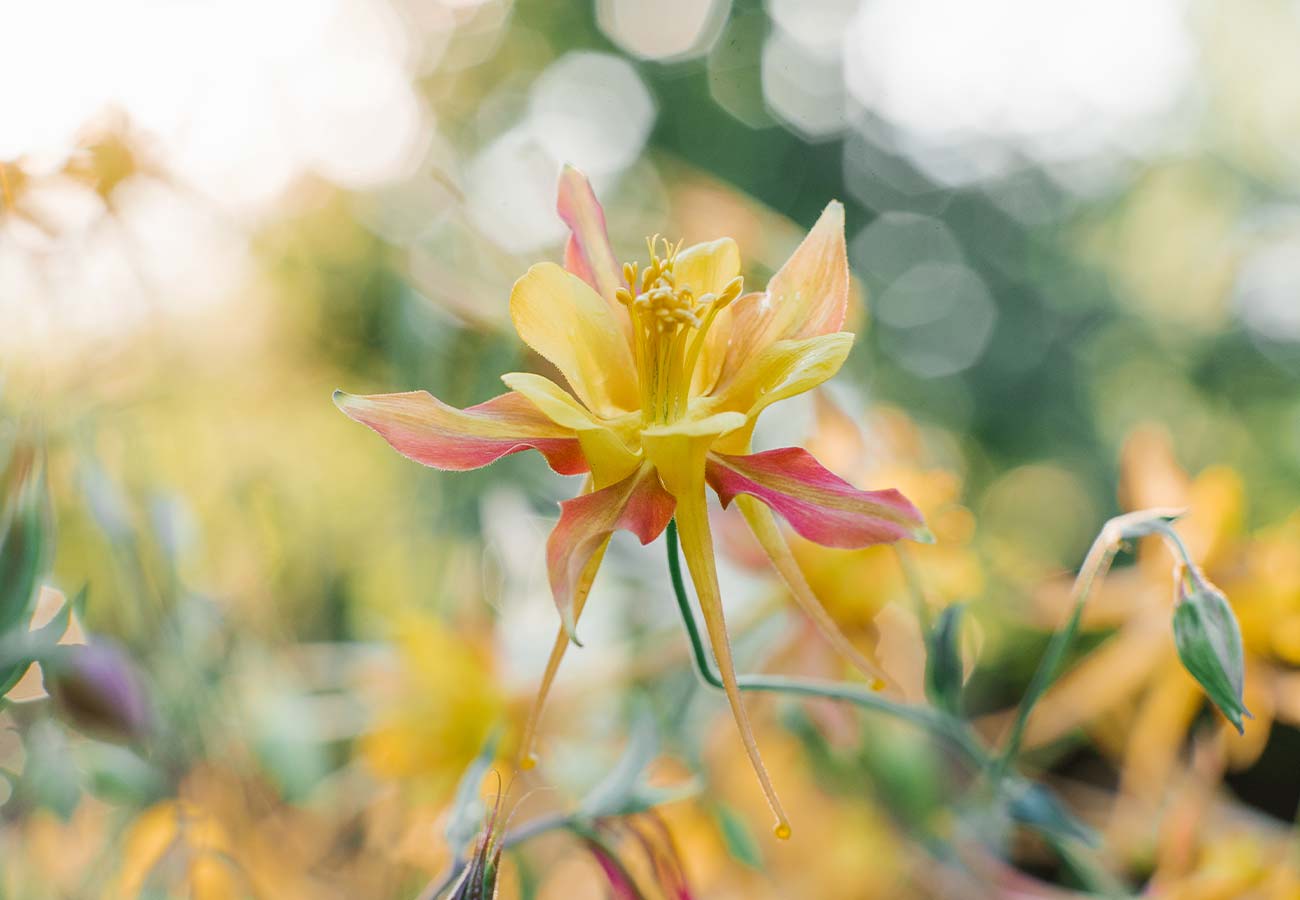 Aquilegia - Mixed Colours