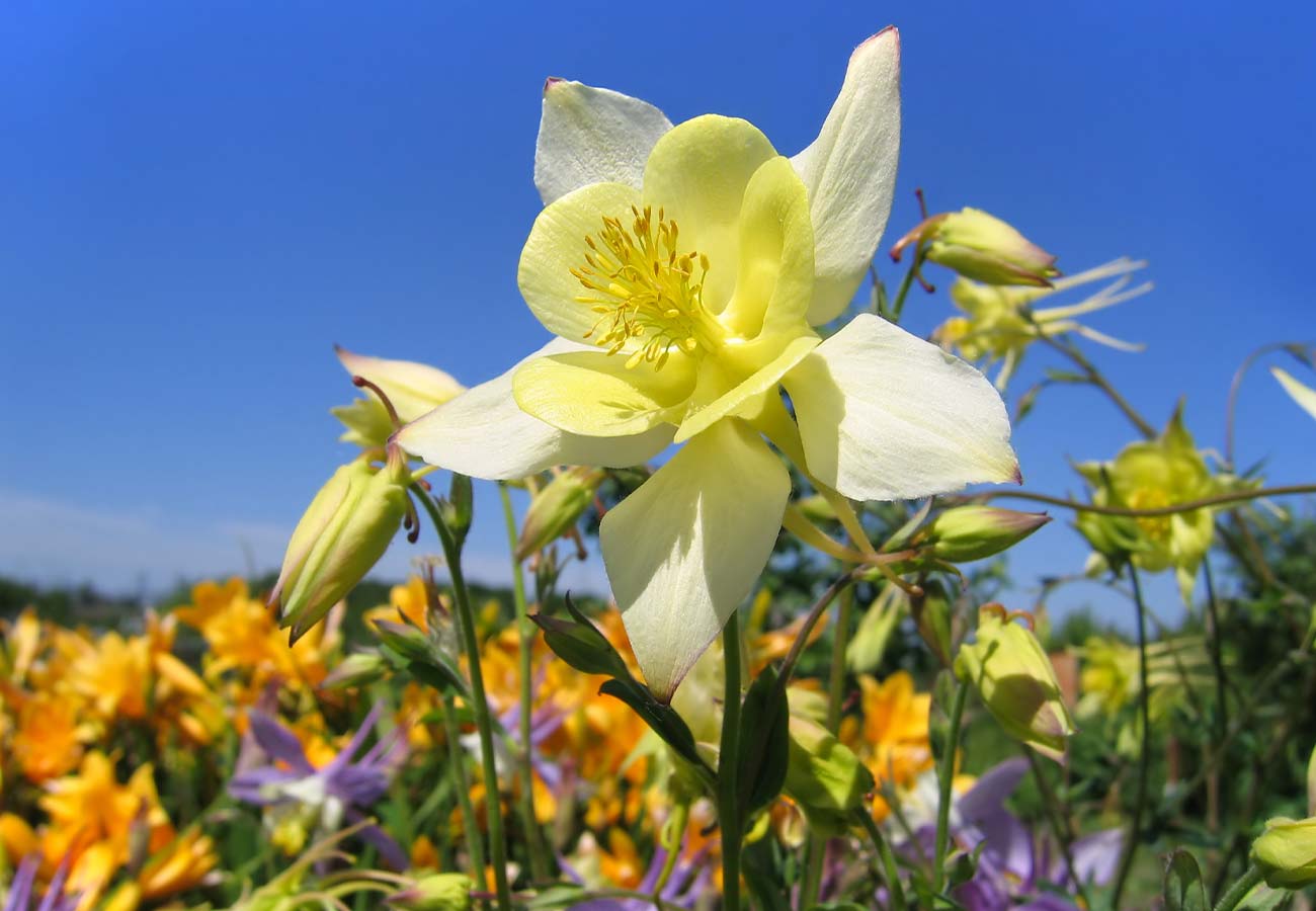 Aquilegia - Mixed Colours