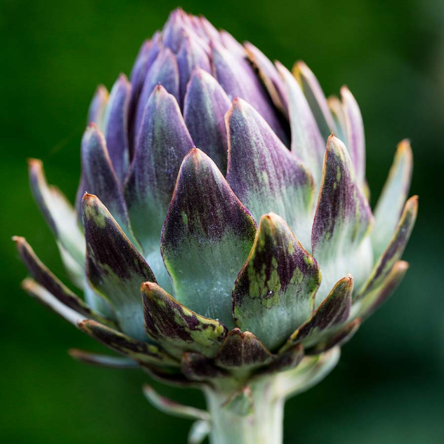 Globe Artichoke 'Violetta di Chioggia'