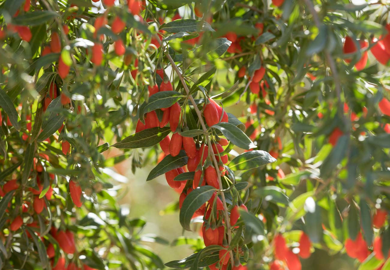 Goji Berry