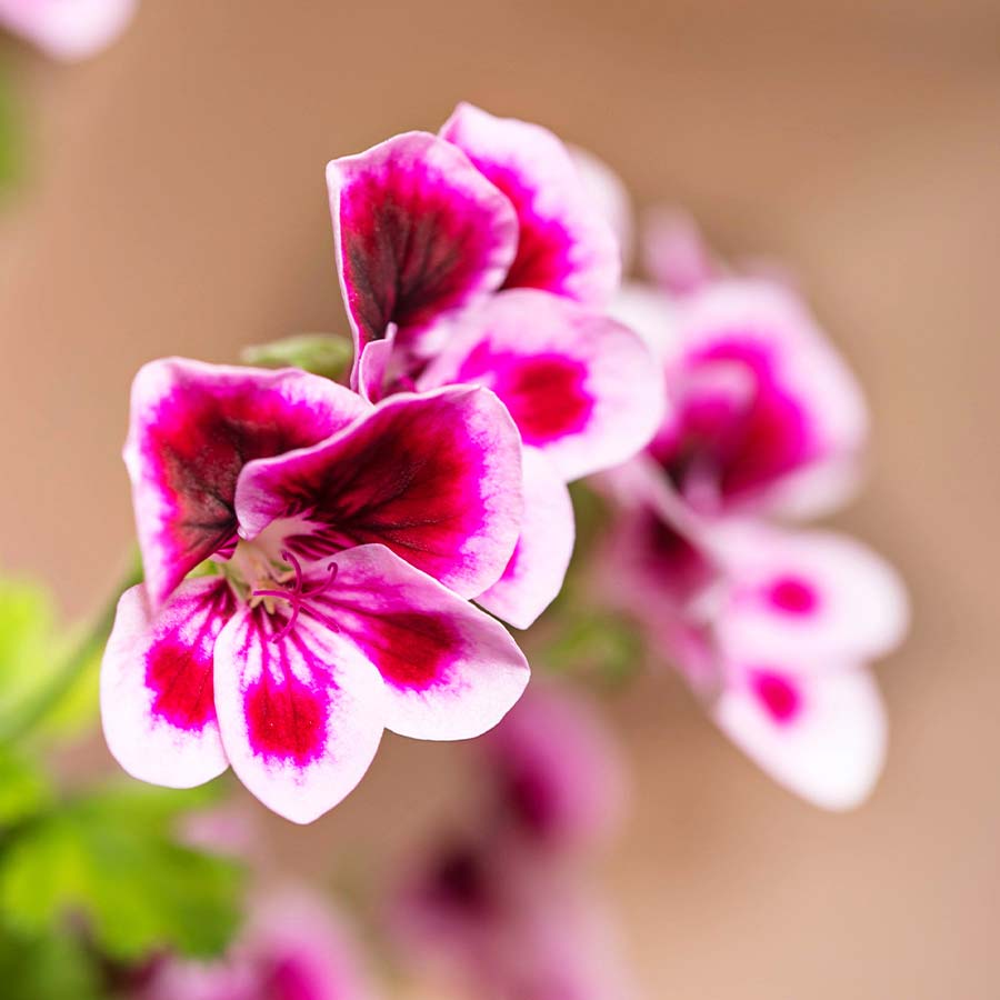 Rose-scented geranium