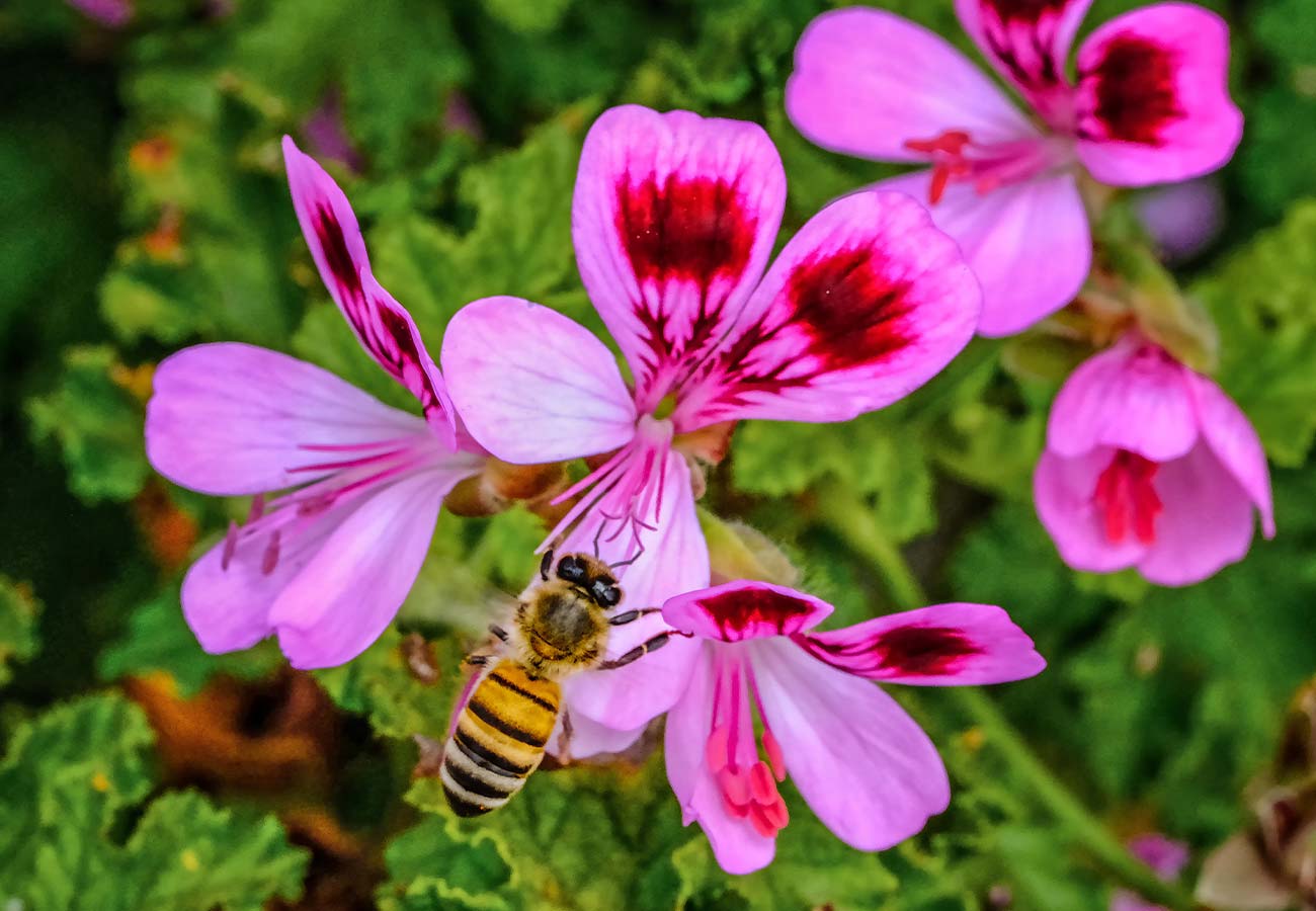 Rose-scented geranium