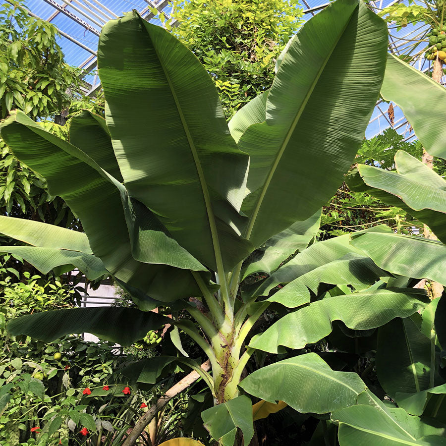 Edible Banana Dwarf Cavendish 1L Pot