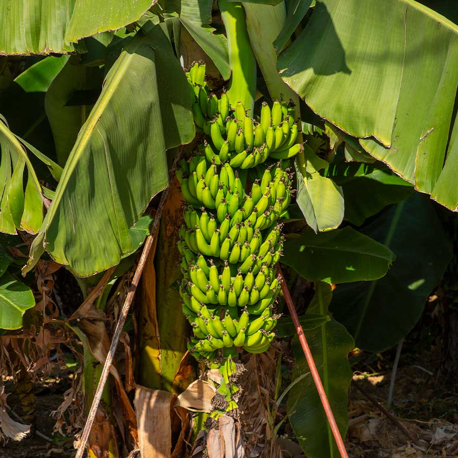 Edible Banana Dwarf Cavendish 1L Pot