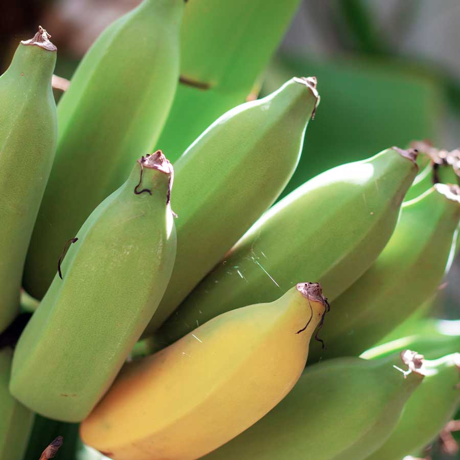 Edible Banana Dwarf Cavendish 1L Pot