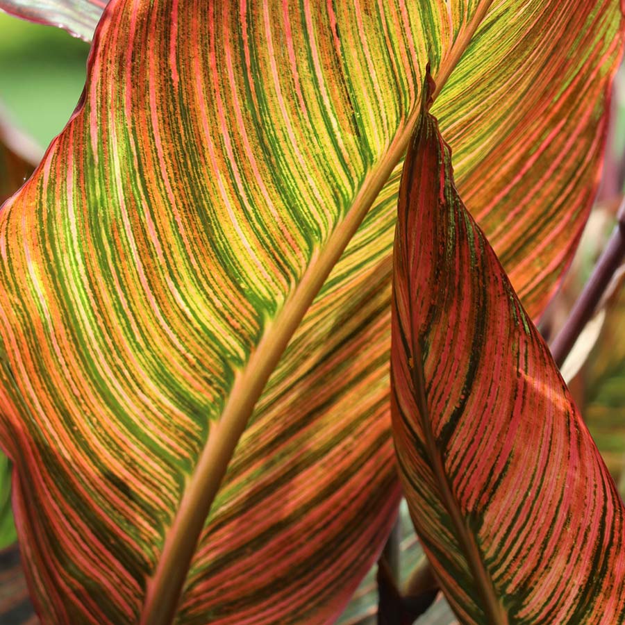 Canna Durban