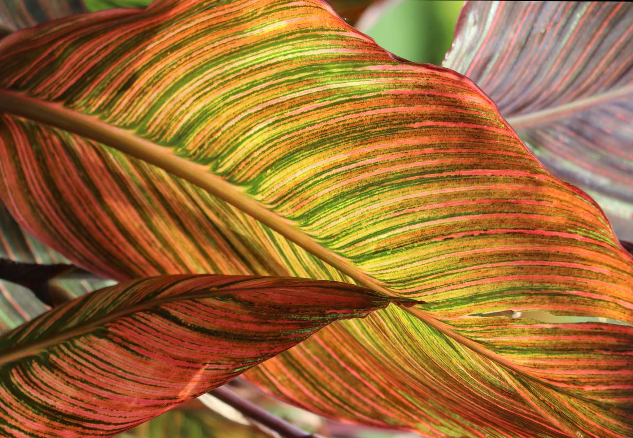 Canna Durban