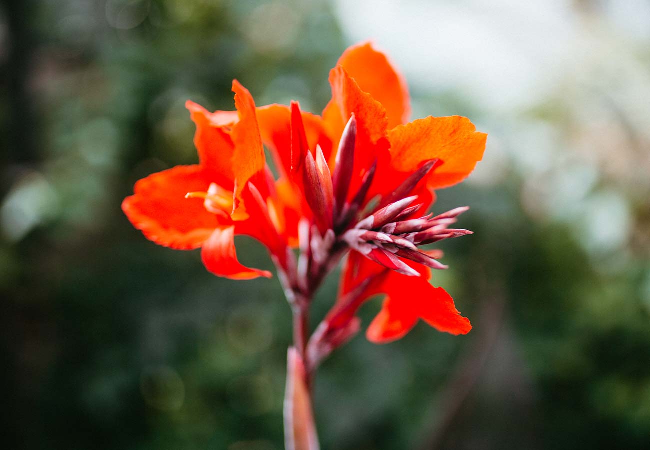 Canna Durban