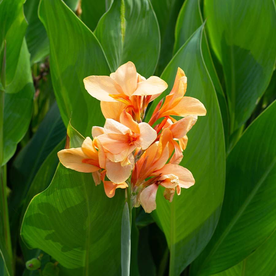 Canna Mixed