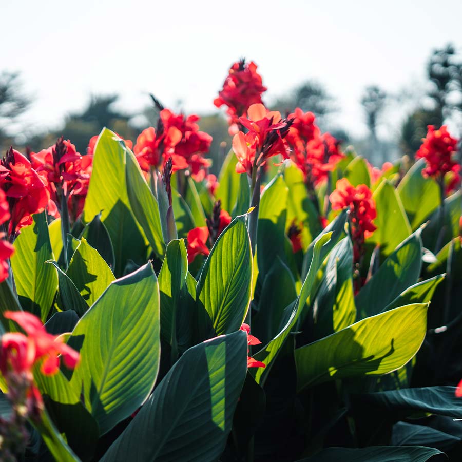 Canna Mixed