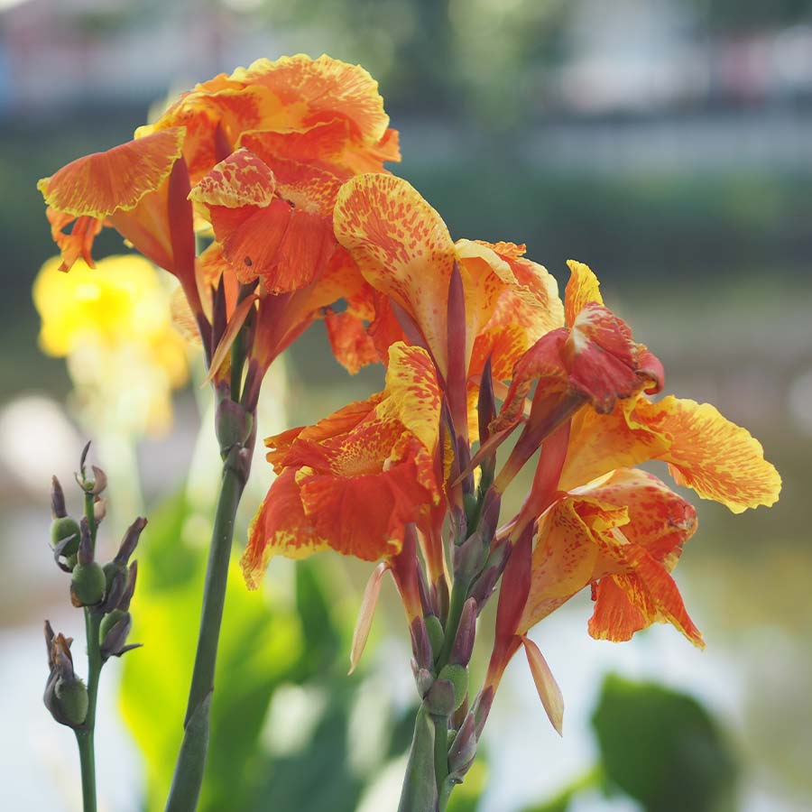 Canna Mixed